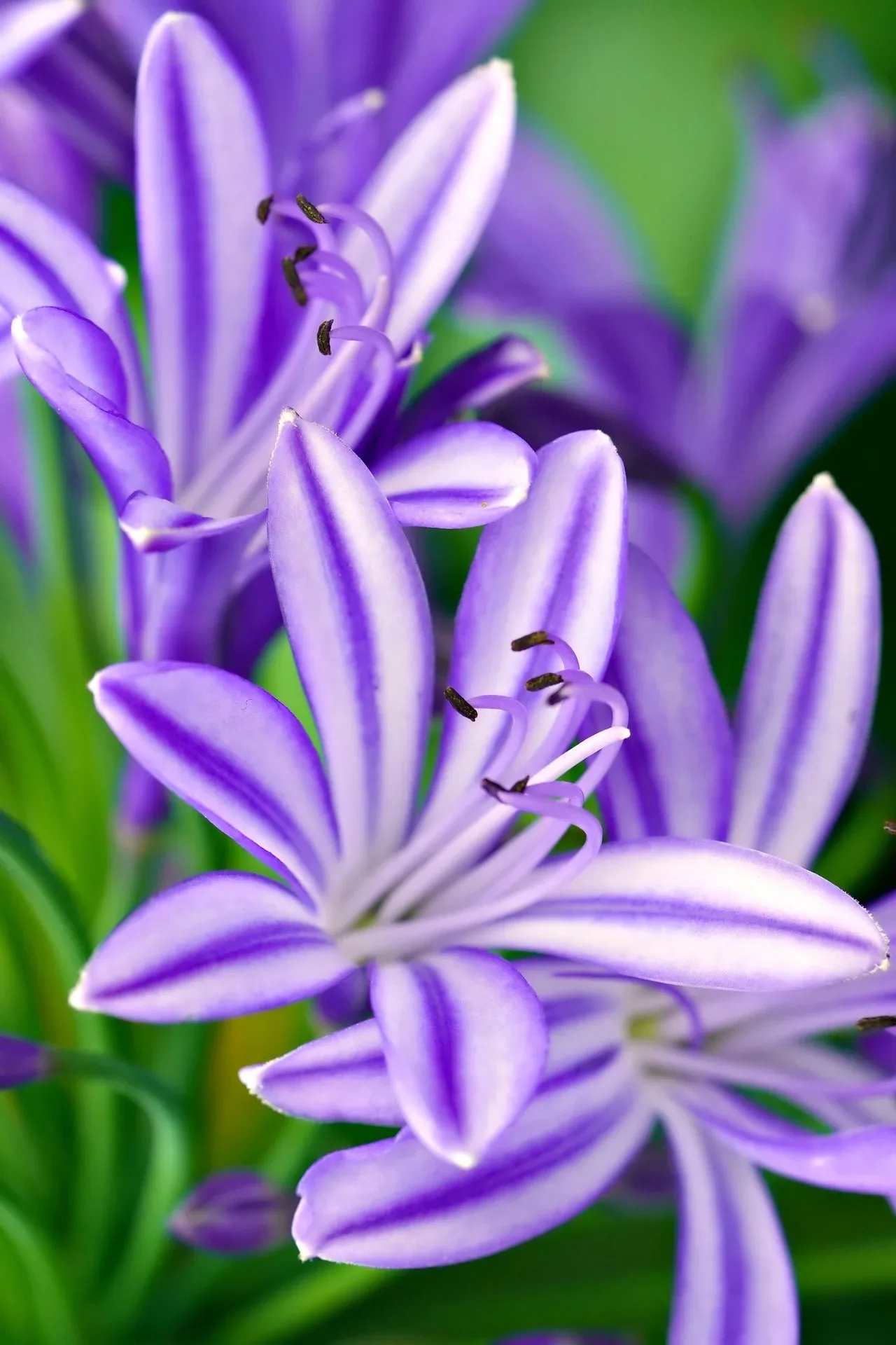 african-lily-8255030_1920