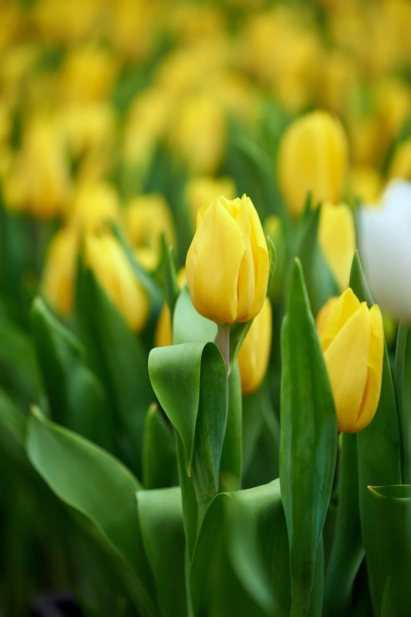 Bright spring yellow tulips, selective focus. . Women's Day. Mothers Day. Celebration. Gardening an