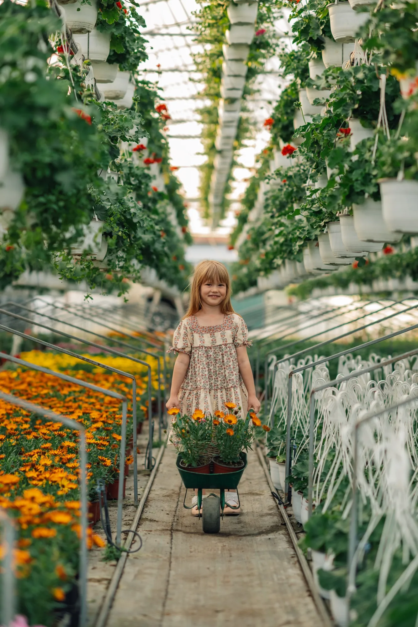 Cute little florist pushing wheelbarrow with flowers at hothouse.