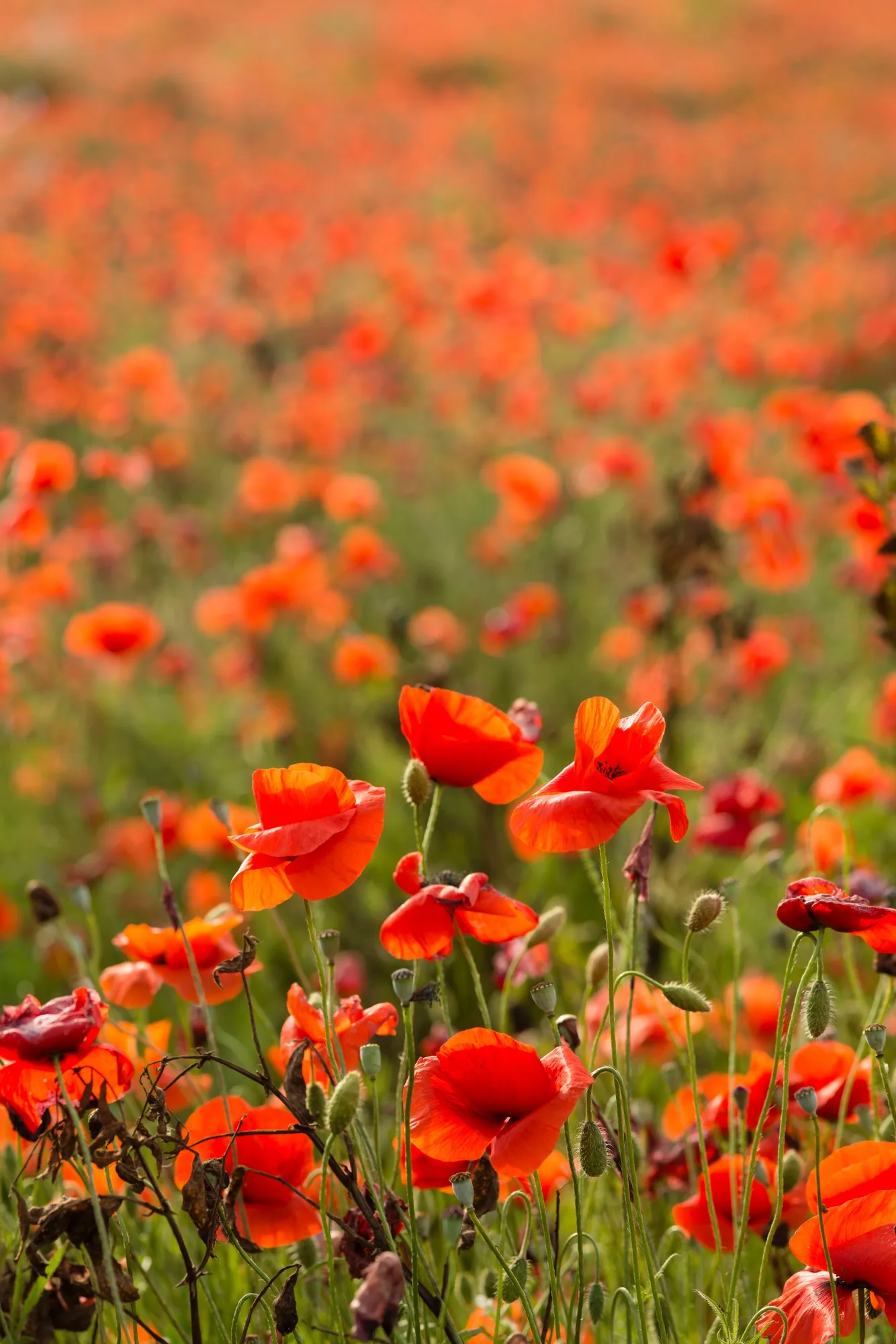 Field of red poppy flowers under the sun.