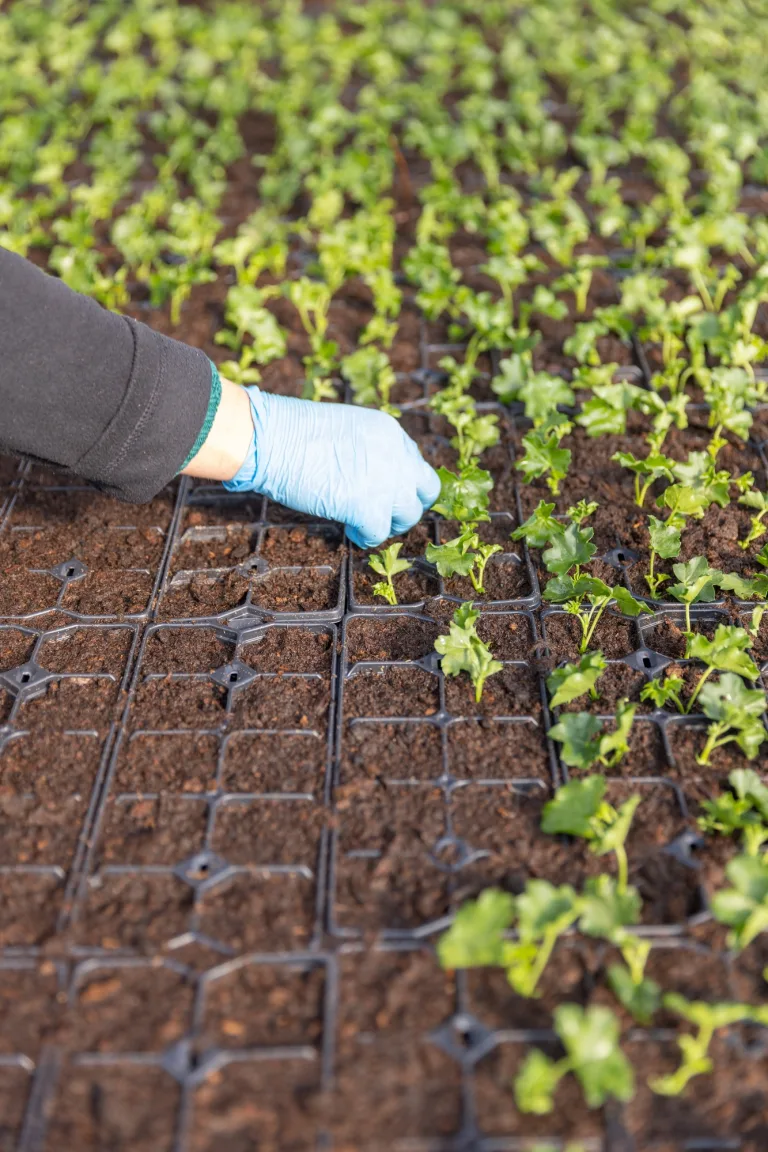 Geranium plant planting