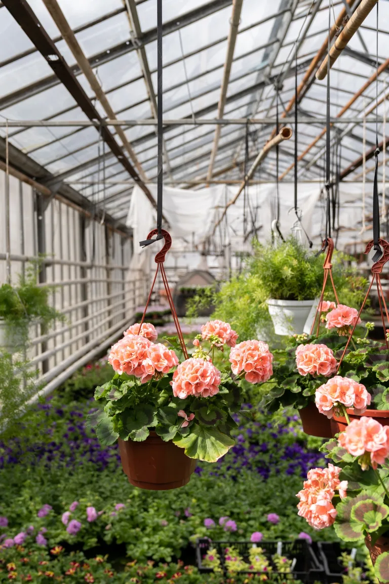 Growth of geranium in modern greenhouse: beautiful pink flower in pot hang under ceiling of hothouse