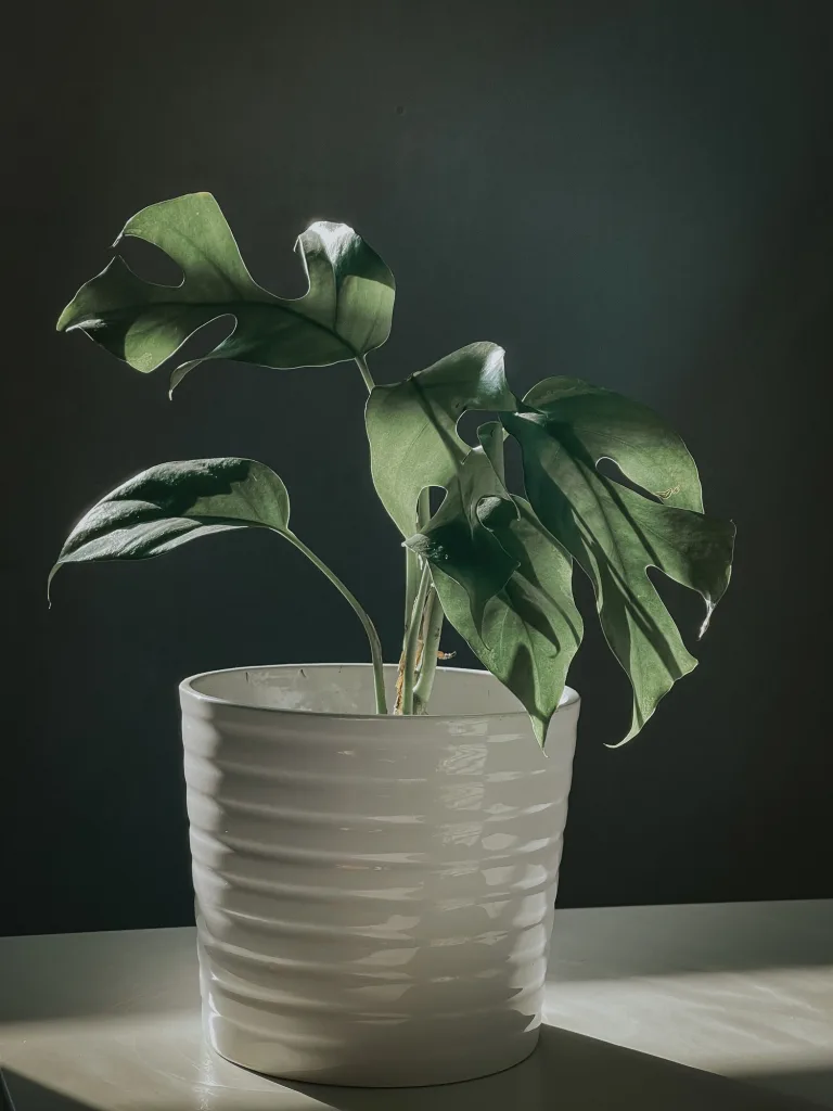 Monstera plant