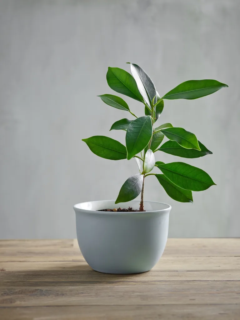 plant with green leaves