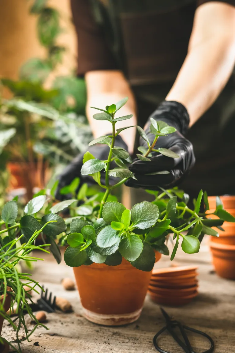 The process of planting Kalanchoe plant in a pot